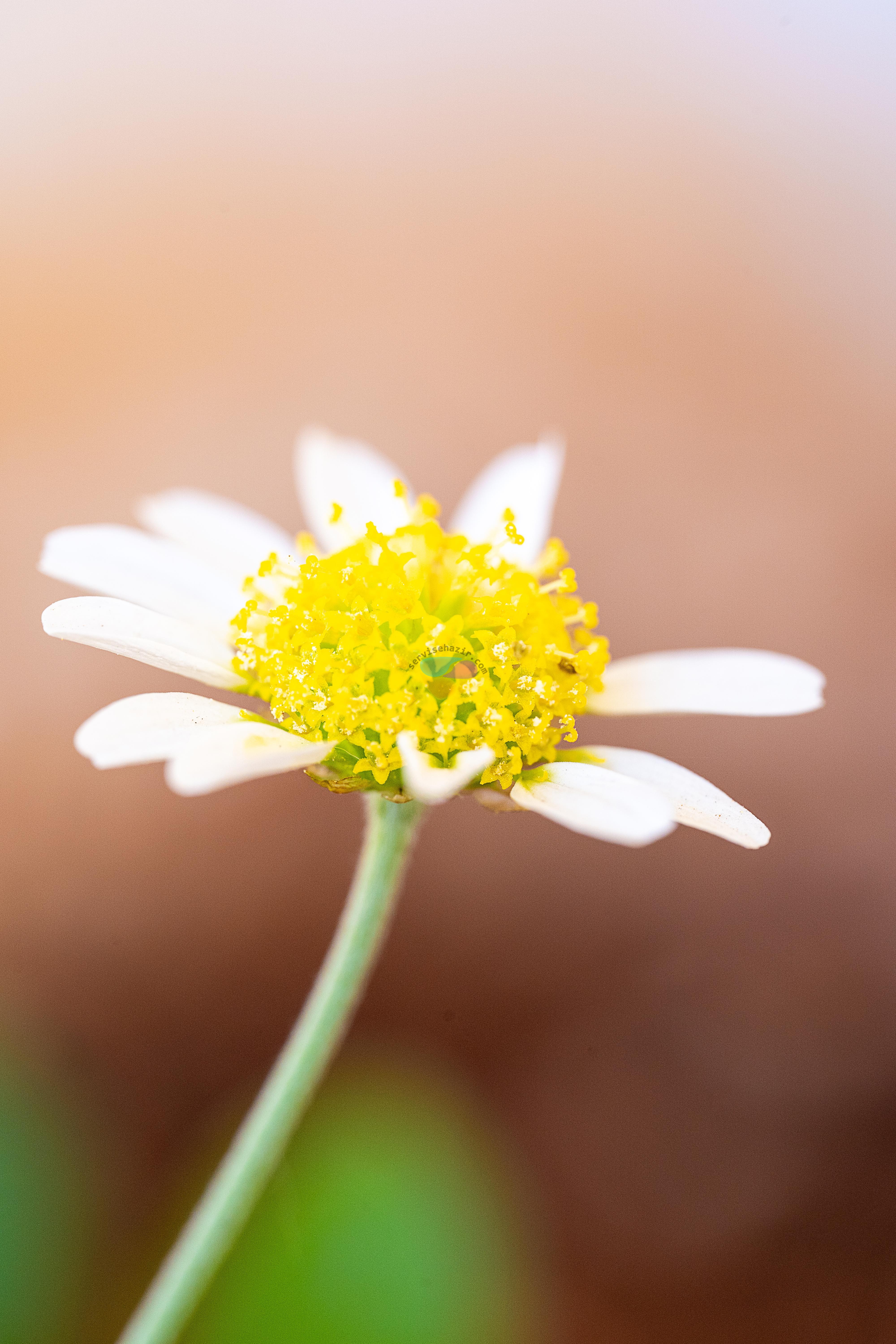 Sony A7 III + Sigma 105mm f/2.8 DG DN Macro Sample Photos