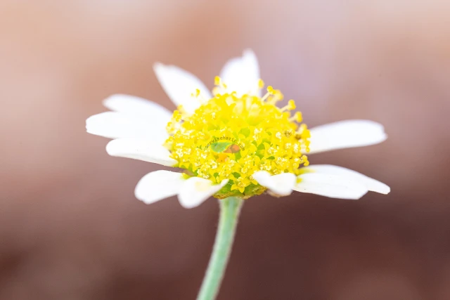 Sony A7 III + Sigma 105mm f/2.8 DG DN Macro Sample Photos