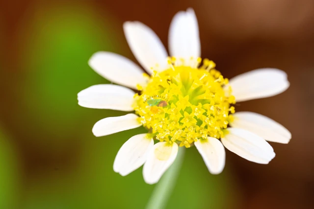 Sony A7 III + Sigma 105mm f/2.8 DG DN Macro Sample Photos