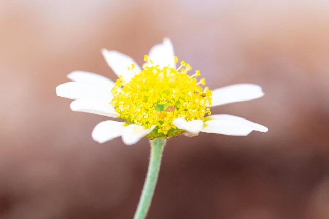 Sony A7 III + Sigma 105mm f/2.8 DG DN Macro Sample Photos