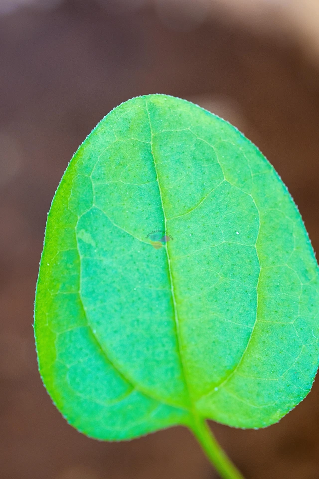 Sony A7 III + Sigma 105mm f/2.8 DG DN Macro Sample Photos