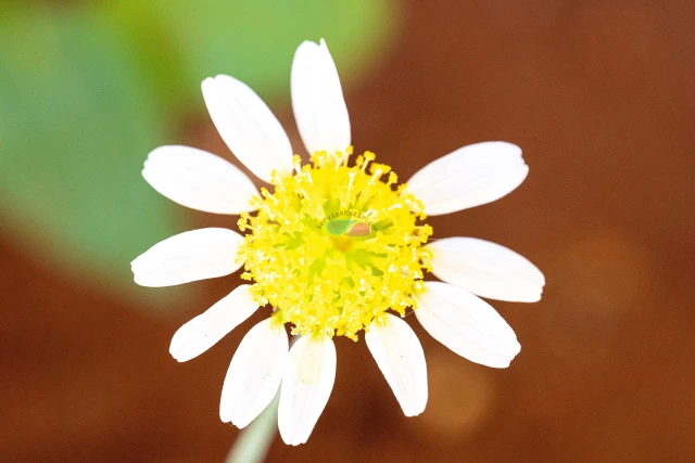 Sony A7 III + Sigma 105mm f/2.8 DG DN Macro Sample Photos