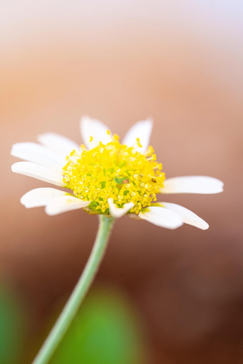 Sony A7 III + Sigma 105mm f/2.8 DG DN Macro Sample Photos