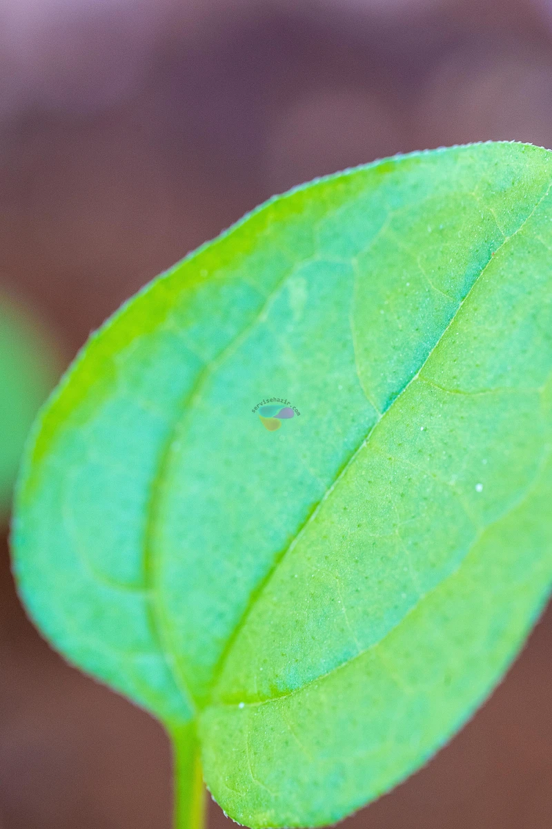 Sony A7 III + Sigma 105mm f/2.8 DG DN Macro Sample Photos