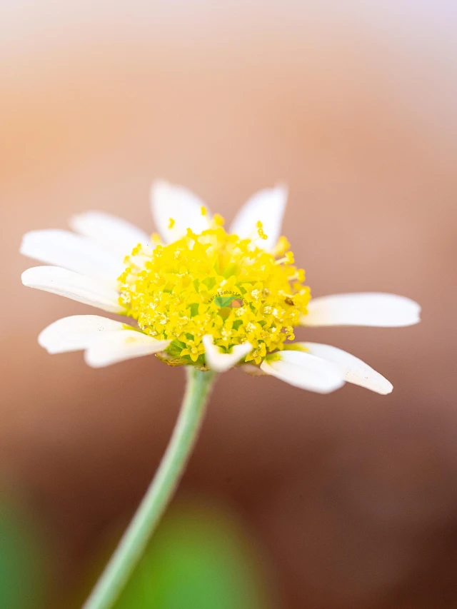 Sony A7 III + Sigma 105mm f/2.8 DG DN Macro Sample Photos